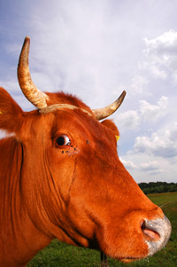 Close-up of cow