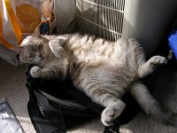  Neighbour's cat relaxing in the sun...