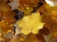  Autumn leaves on the ground