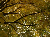  Looking up into the treetop