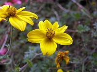  Testing out the macro features on some small flowers