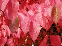  Red autumn leaves