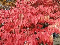  Red autumn leaves