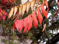  Red autumn leaves