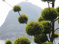  Strange tree, Lugarno, Switzerland