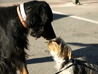  Meeting a dog at a marketplace.