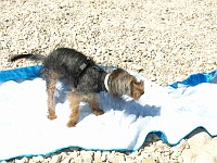  Drying off on the beach after her swim.