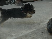  Lilly meets another dog in the square and they play for ages in the dust.