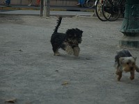  Lilly meets another dog in the square and they play for ages in the dust.