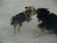  Lilly meets another dog in the square and they play for ages in the dust.