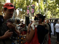  We discovered someone taking their cat to a market. Lilly was of course very interested.