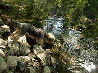  Lilly goes to drink some fresh spring water.