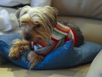  Lilly takes a rest on the sofa