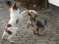  Lilly and Tomi at play