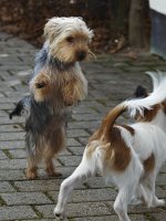  Lilly and Tomi at play