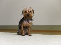  Looking pathetic after coming out of the bath