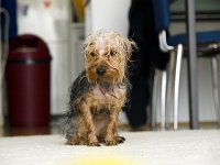  Looking pathetic after coming out of the bath