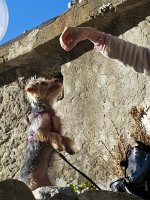  Lilly enjoying the morning sun over the ocean in Vernazza