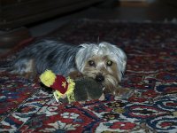  Lilly running around the room