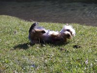  Lilly rolling in the grass by the lake