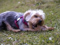  Lilly enjoys one of her favourite activities - chewing a stick