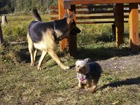  Lilly plays with a German Shepard