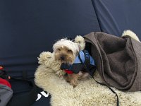  After a walk in the snow, Lilly settles down for a rest at the Jatzhtte, Davos