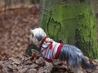  Lilly going for a walk in the forest