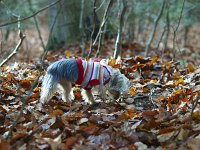  Lilly going for a walk in the forest