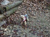  Lilly going for a walk in the forest