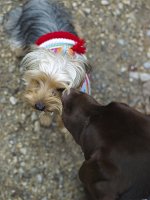  Lilly going for a walk in the forest - meets another dog