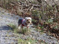  Lilly going for a walk in the forest