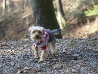  Lilly going for a walk in the forest