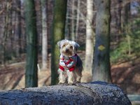  Lilly going for a walk in the forest