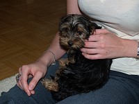  She soon calmed down when she sat on Lynn's lap.