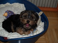  Lilly on the first day sleeping in her bed.