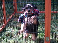  We moved her pen into the garden. There was much wimpering.