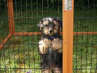  We moved her pen into the garden. There was much wimpering.