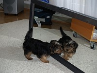  Placing the mirror on the floor resulted in about 30 minutes' energetic play - with her reflection.