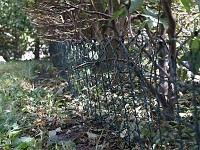  The fence I built to keep her in - she soon found many ways around it and it was as constant struggle to keep up.