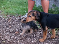  Lilly took a little while to adjust to puppy play-school.