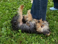  Lilly took a little while to adjust to puppy play-school.