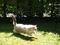  The neighbour's cat playing Lilly's favourite game of 