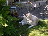  Lilly trying to get as close to the cat without actually being hit.