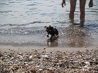  A hasty exit from the water.