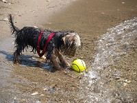  Attempting to get Lilly to enter the water.