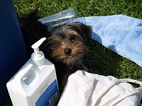  Resting in the shade on a hot day.