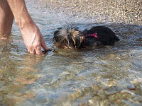  Chasing a pinecone - note bubbles coming from nose - she hasn't realised that she should keep her head out of the water.