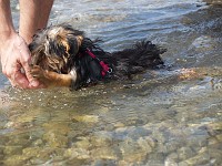  Grabbing the pine cone.