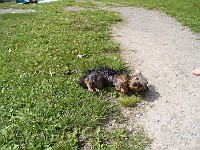  Drying herself off on the grass.